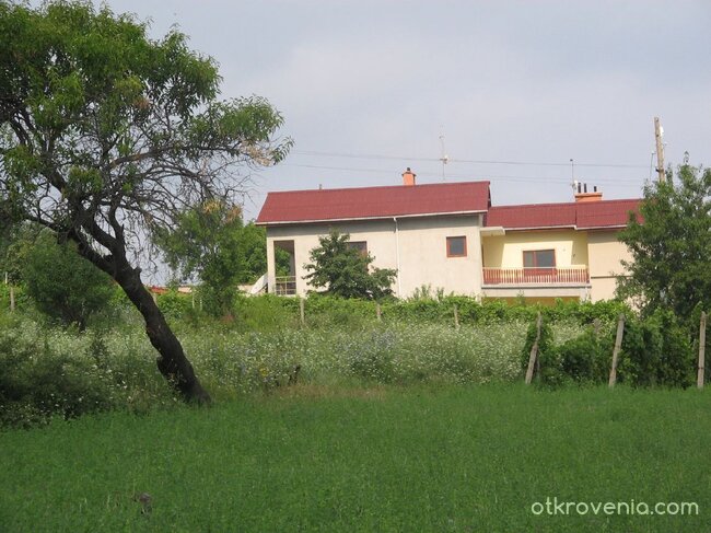 Вила в гората