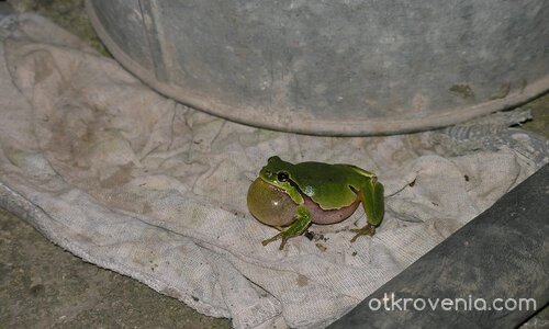 концертмайстор