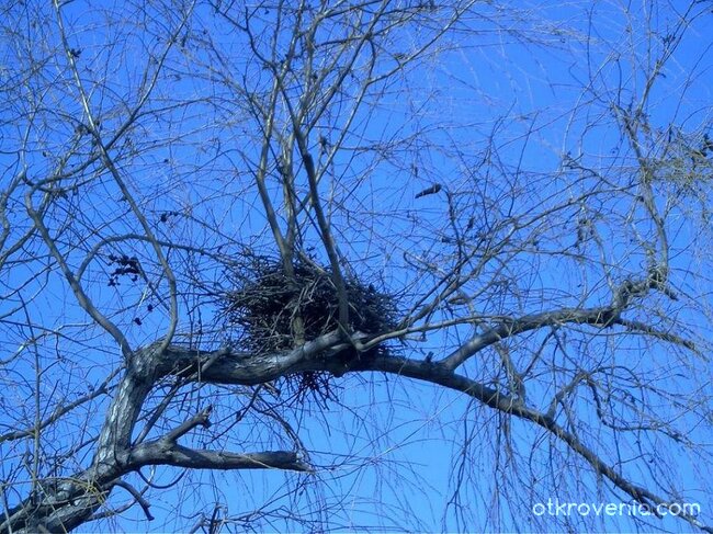 Дом в небесата
