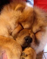 SAMANTA_{P} (Соня Милева)