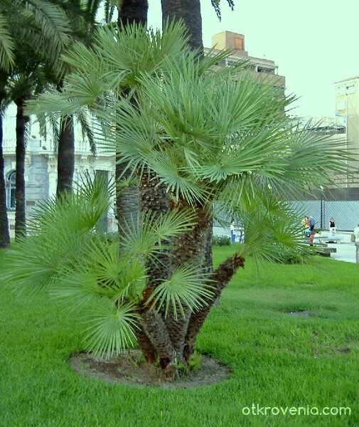 Малка, но красива...