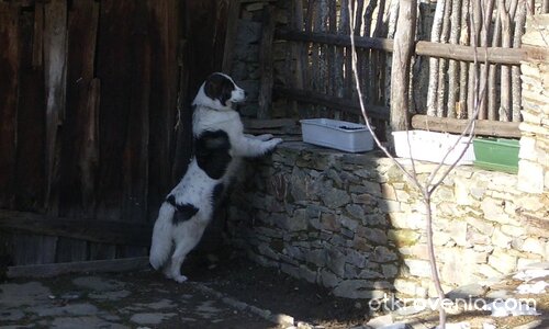 Я да метна едно око на комшийката