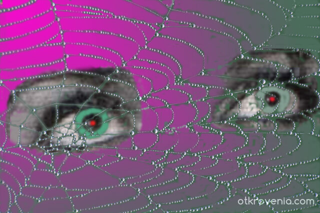 Очите на паяка