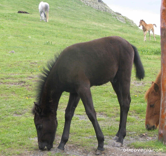 На поляната