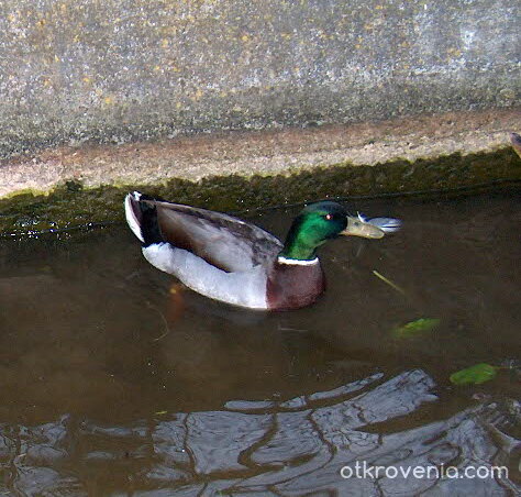 зеленоглавка