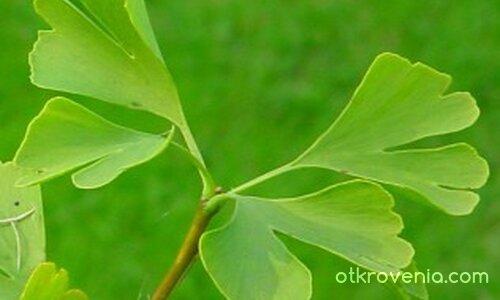 малко по различно листо