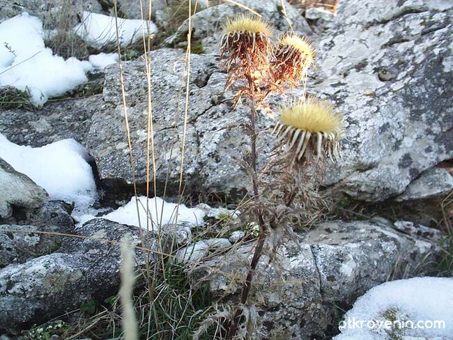 Nid Yw'r Swn Gyda Fi (Самотно цвете)