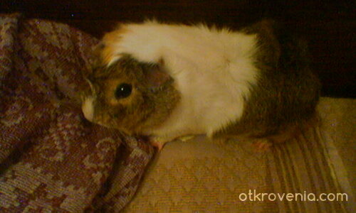 моето морско свинче