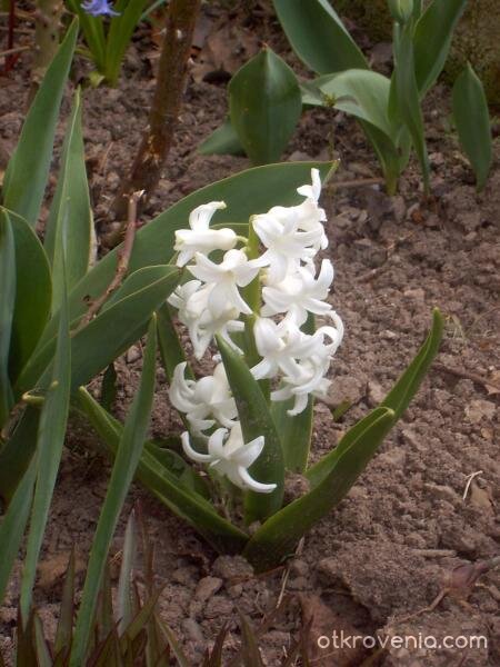 пролетно цветенце