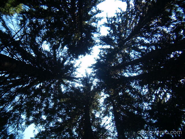 През погледа на една мравка