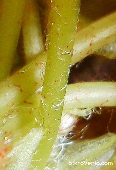 Това е гадното растение на баба ми, чиито лигави стебла направо ме отвращават