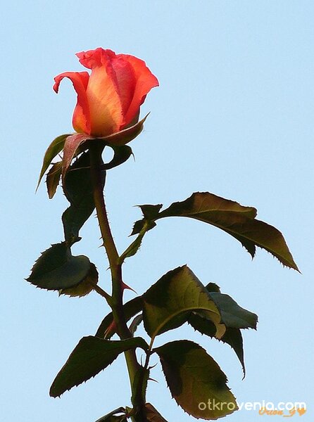 Една българска роза