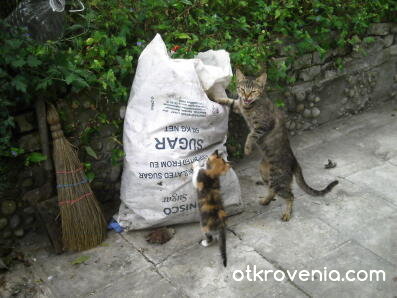 В боклука не се бърка!