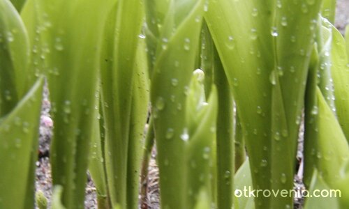 Момина...сълза