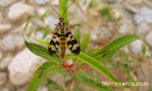 Зеброкрилка