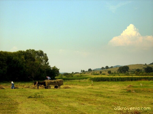 Старци на сенокос... (какво ли ще е след като си "отидете"?)