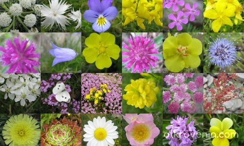 На дамите в сайта... :)