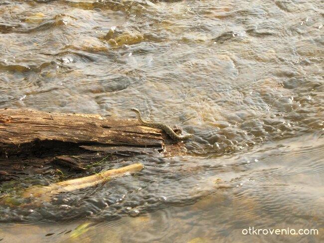 Изненадка в реката...