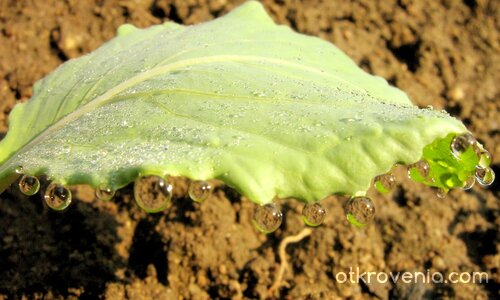 С изгрева в края на Юли... зелево листенце с огърлица от отражения  :)