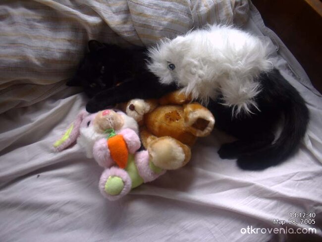 Котешка прегръдка