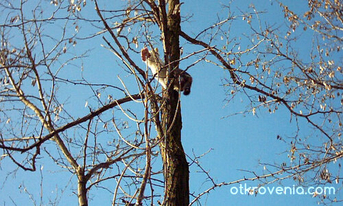 Котето от разказа "Измръзнало коте"