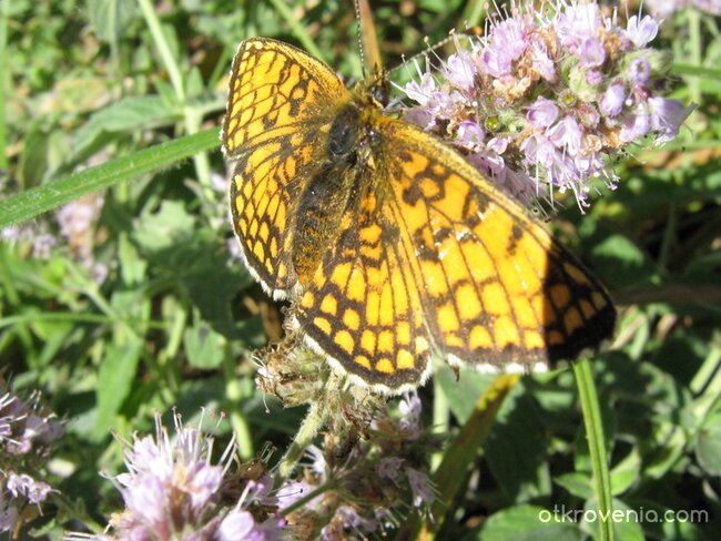  Да се "любиш" с пеперуда...