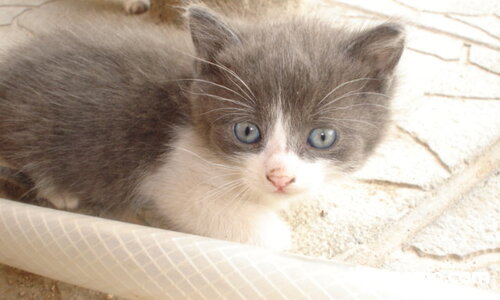 Пух Мечо Изплашен