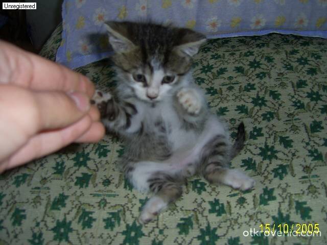 Малкият томи