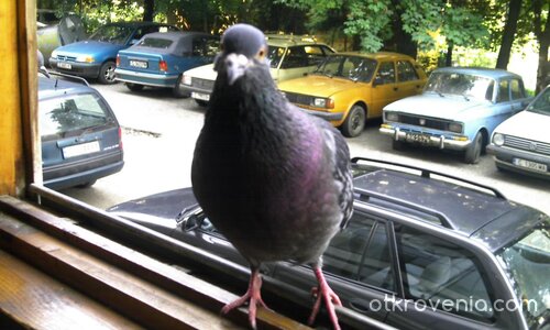 Няма ли да ме поканиш да вляза?