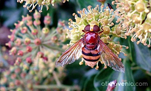 Ловец на тичинки