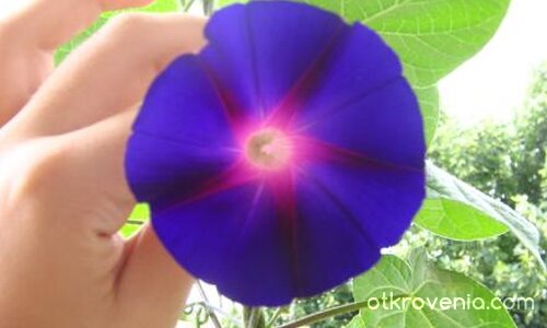 Здвезден цвят