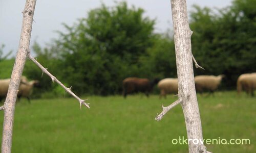 Един светоглед