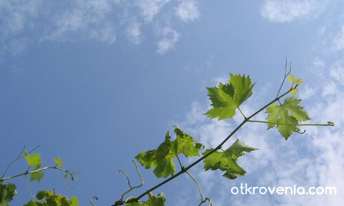 Поглед нагоре