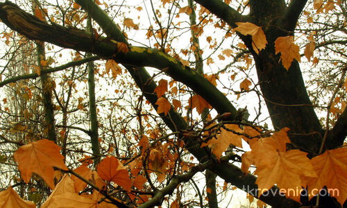 перспектива