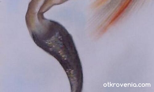 Силата родена от жаравата