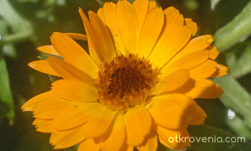 Капки роса в чашката на красиво цвете