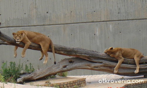 мързел, мързел и пак мързел