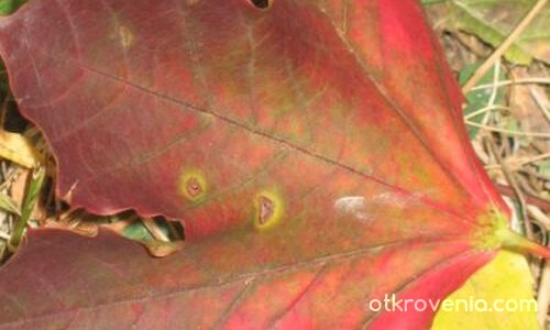 есенно листо