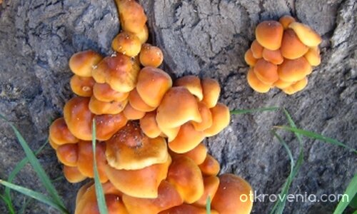 Природна палитра