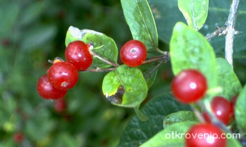 Клонче с лято