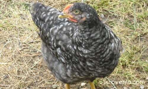 Погледът на Пилето