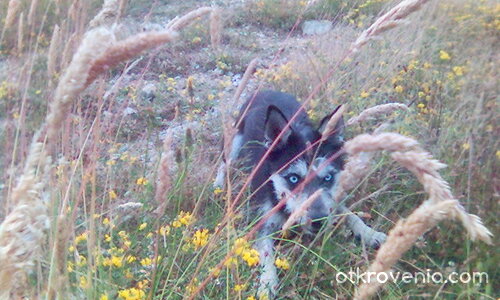 Дивото зове