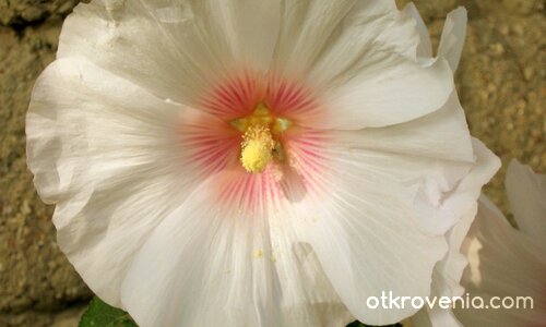 ...цвете... до оградата ми е поникнало :)
