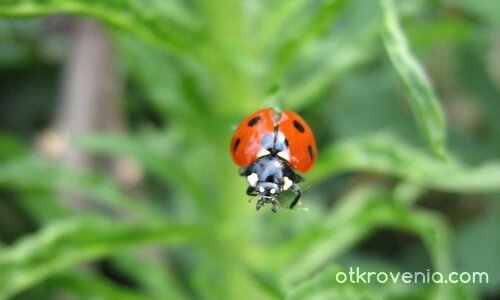 Миг преди да полети...