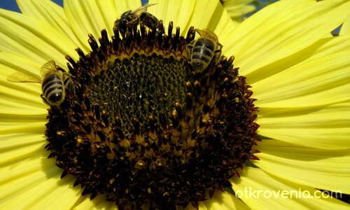 В усмихнатия ден - три работливки... :)