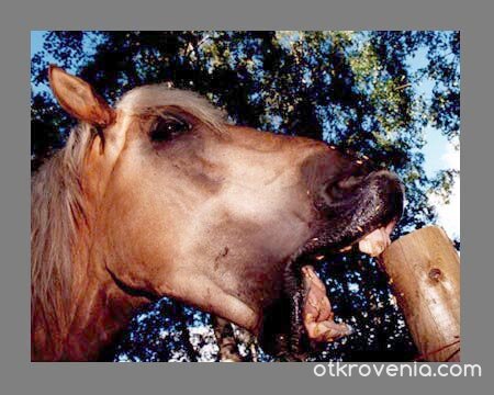 Вижте ми зъбките