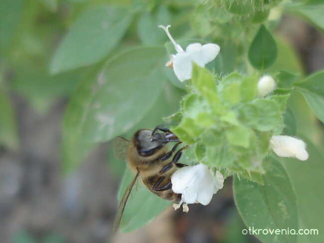 Ежедневието на друга пчеличка